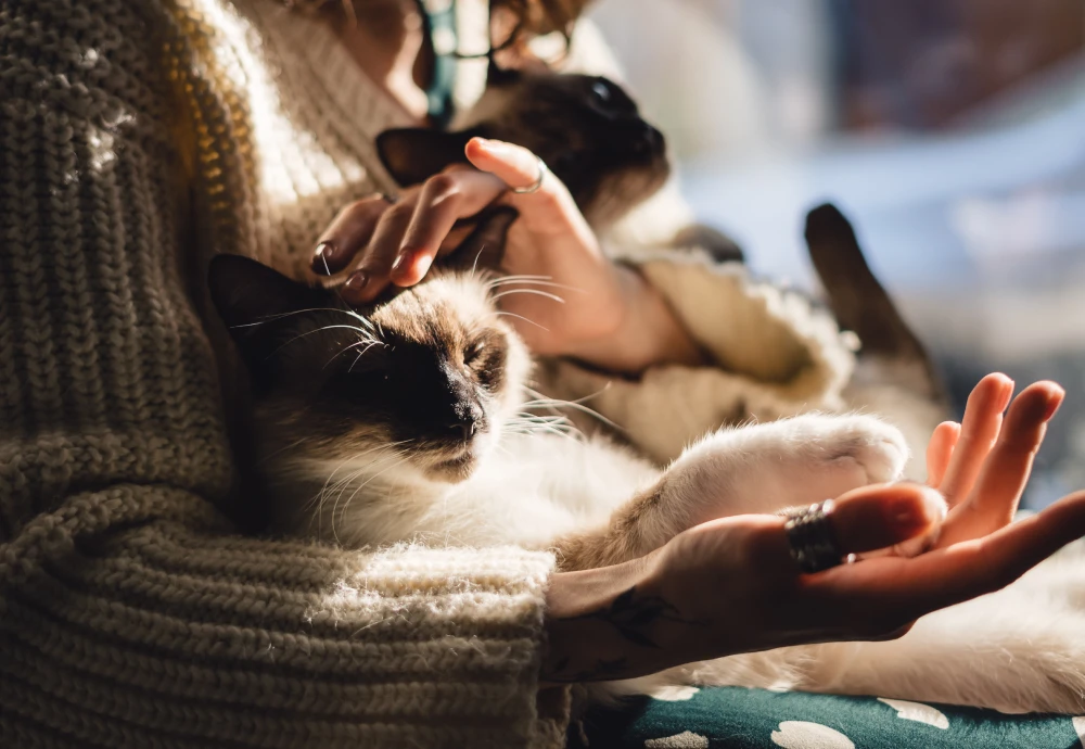 interactive pet camera